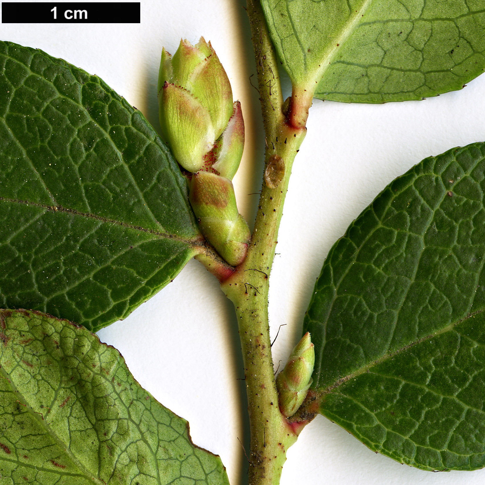 High resolution image: Family: Ericaceae - Genus: Gaultheria - Taxon: ×wisleyensis - SpeciesSub: ‘Wisley Pearl’ (G.mucronata × G.shallon)